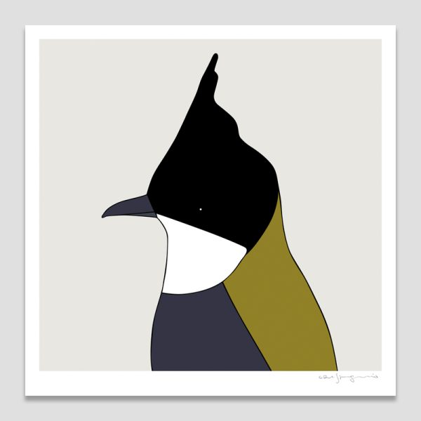 Eastern Whipbird