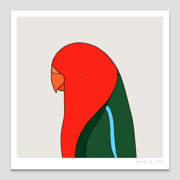 King Parrot (male)