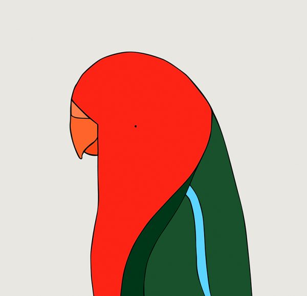 King Parrot (male) - Image 3