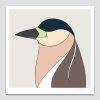 Nankeen Night-heron