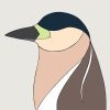 Nankeen Night-heron - Image 3