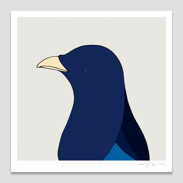 Satin Bowerbird (male)