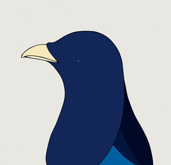 Satin Bowerbird (male) - Image 3