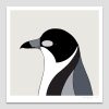 Grey Butcherbird