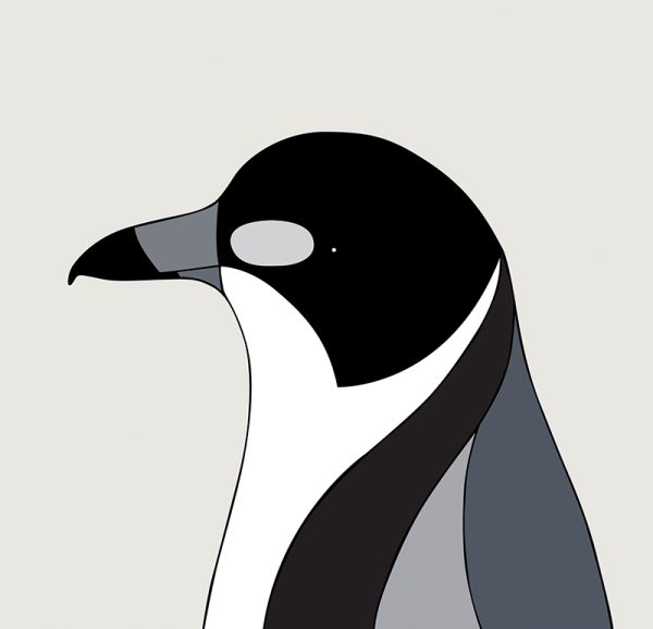 Grey Butcherbird - Image 3