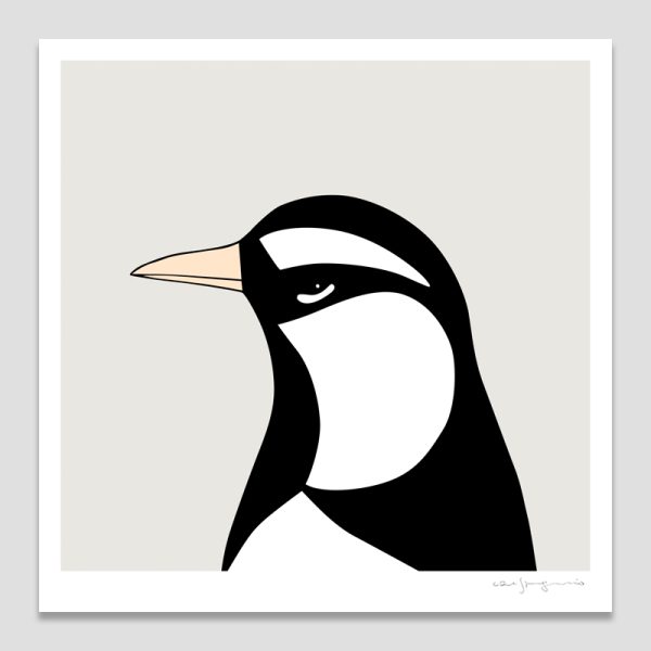 Magpie-lark