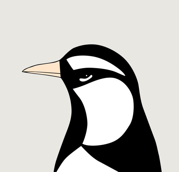 Magpie-lark - Image 3