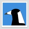Australian Magpie