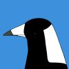 Australian Magpie - Image 3