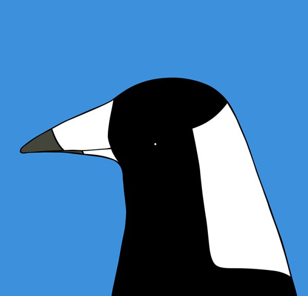 Australian Magpie - Image 3