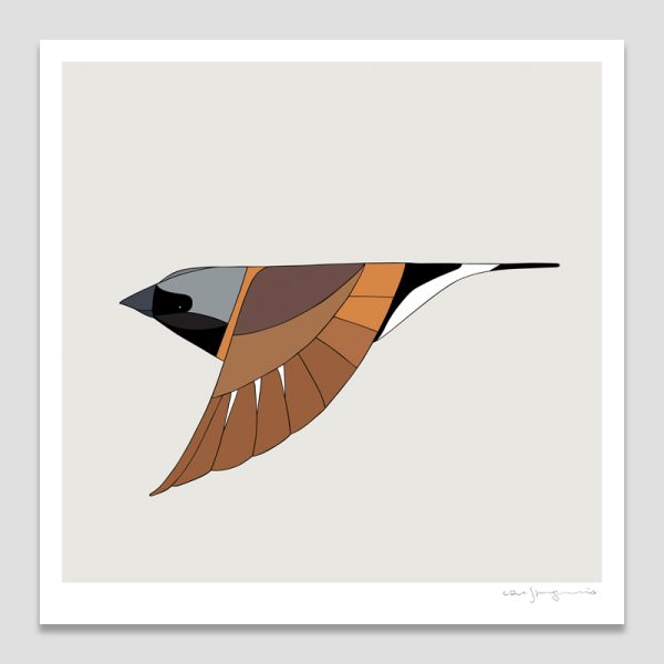 Black-Throated Finch In Flight