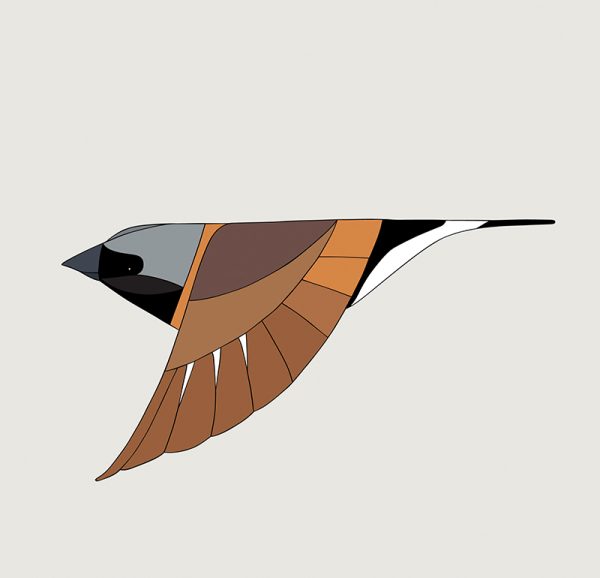 Black-Throated Finch In Flight - Image 3