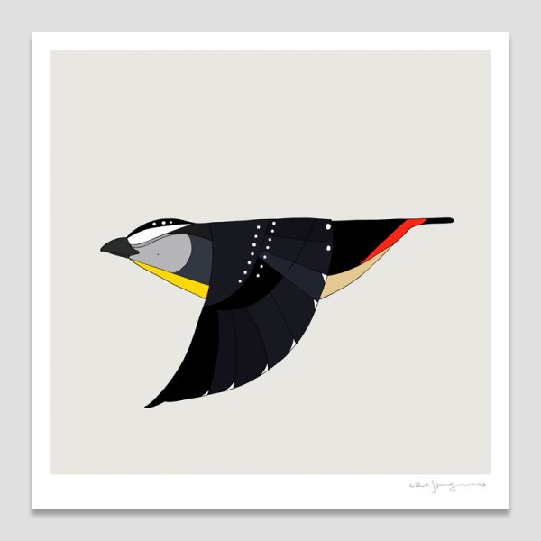 Spotted Pardalote In Flight