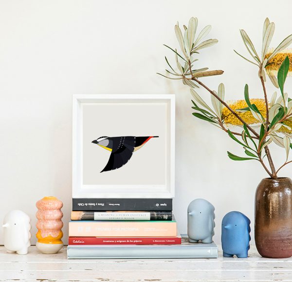 Spotted Pardalote In Flight - Image 2