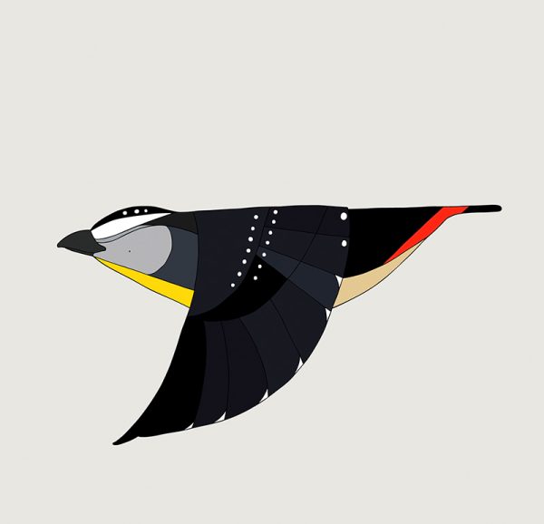 Spotted Pardalote In Flight - Image 3