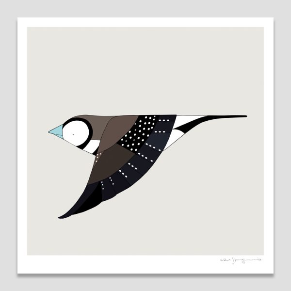Double-barred Finch In Flight