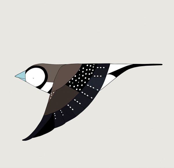 Double-barred Finch In Flight - Image 3
