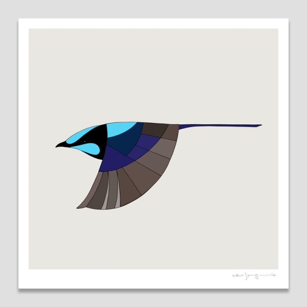 Superb Fairy-Wren In Flight