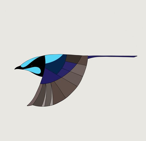 Superb Fairy-Wren In Flight - Image 3