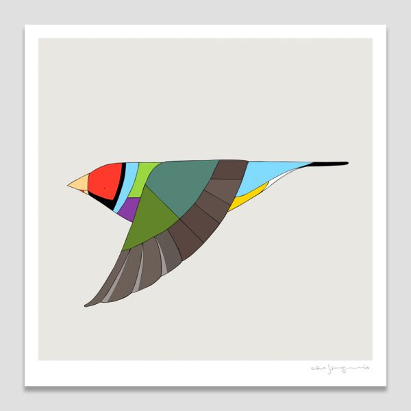 Gouldian Finch In Flight