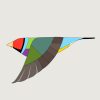 Gouldian Finch In Flight - Image 3