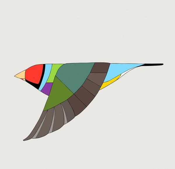 Gouldian Finch In Flight - Image 3