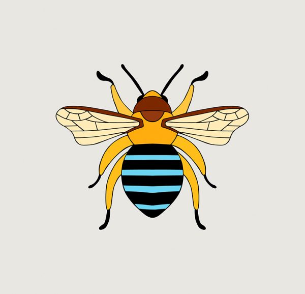 Blue-banded Bee - Image 3