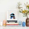 Superb Fairy-wren - Image 2