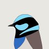 Superb Fairy-wren - Image 3