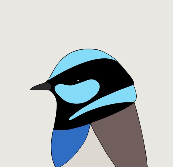 Superb Fairy-wren - Image 3