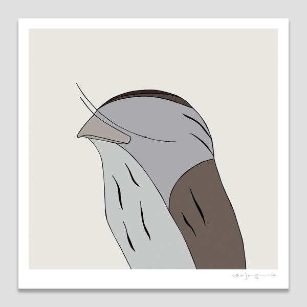 Tawny Frogmouth