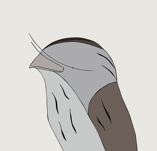 Tawny Frogmouth - Image 3