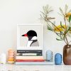 Hooded Plover - Image 2