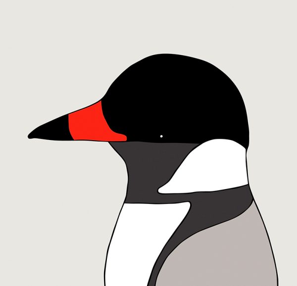 Hooded Plover - Image 3
