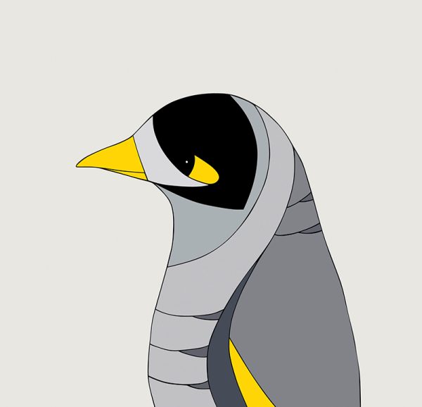 Noisy Miner - Image 3
