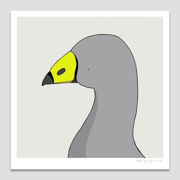 Cape Barren Goose