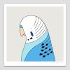 Budgerigar (blue)