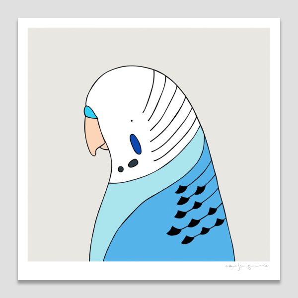 Budgerigar (blue)