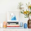 Budgerigar (blue) - Image 2