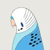 Budgerigar (blue) - Image 3