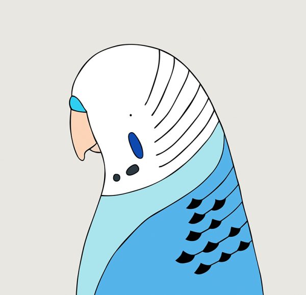 Budgerigar (blue) - Image 3