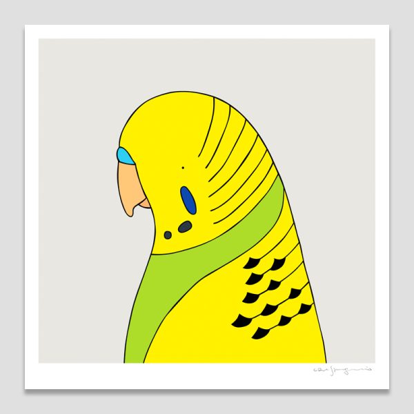 Budgerigar
