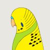 Budgerigar - Image 3