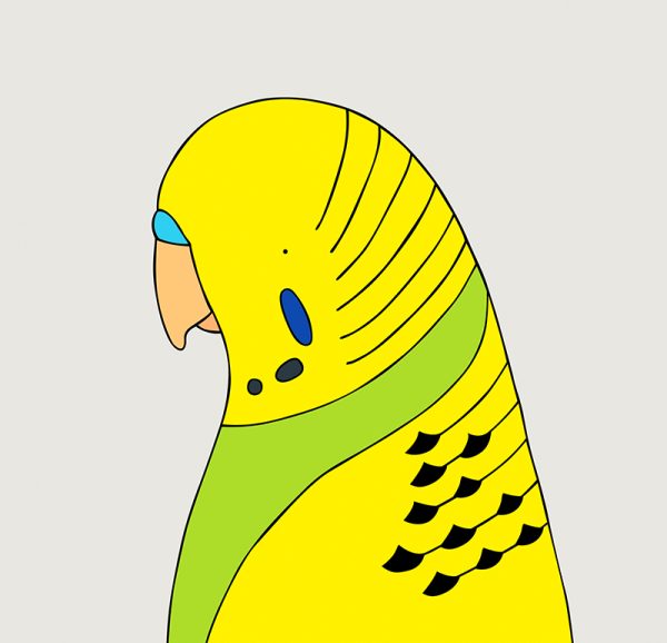 Budgerigar - Image 3