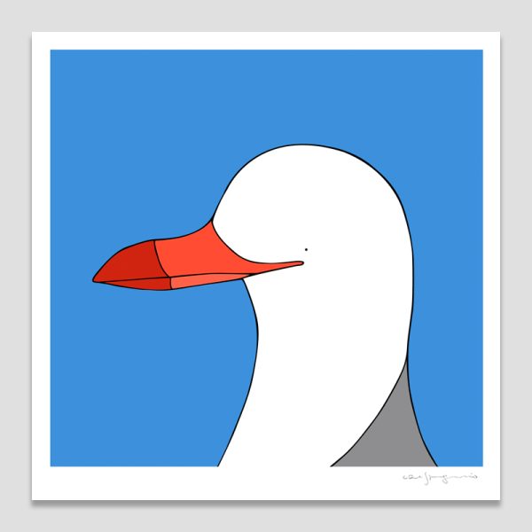 Silver Gull