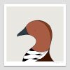 Australian Wood Duck