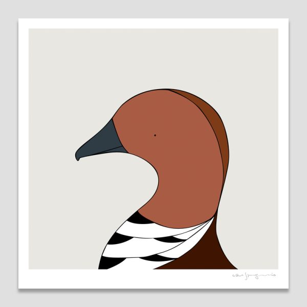 Australian Wood Duck