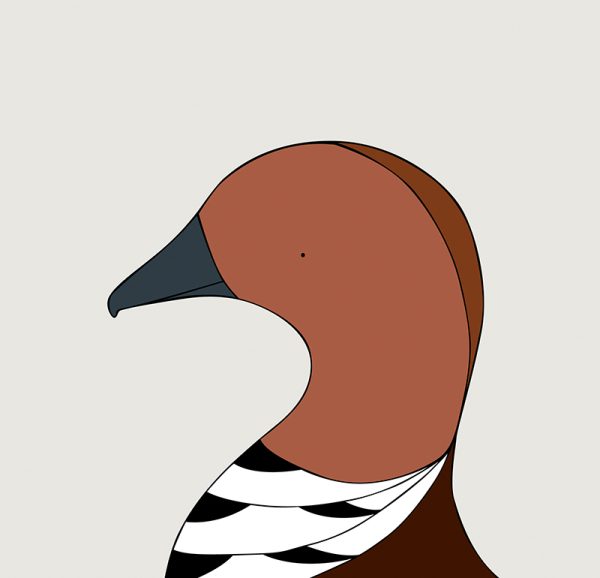 Australian Wood Duck - Image 3
