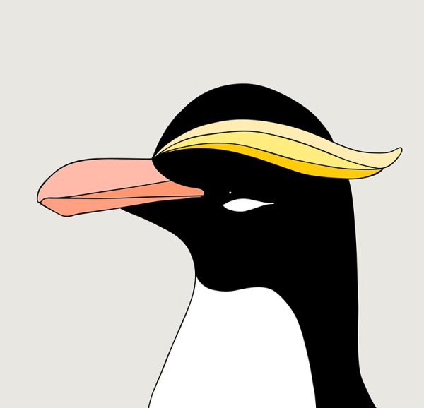 Tawaki (Fiordland penguin) - Image 3