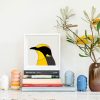 Helmeted Honeyeater - Image 2